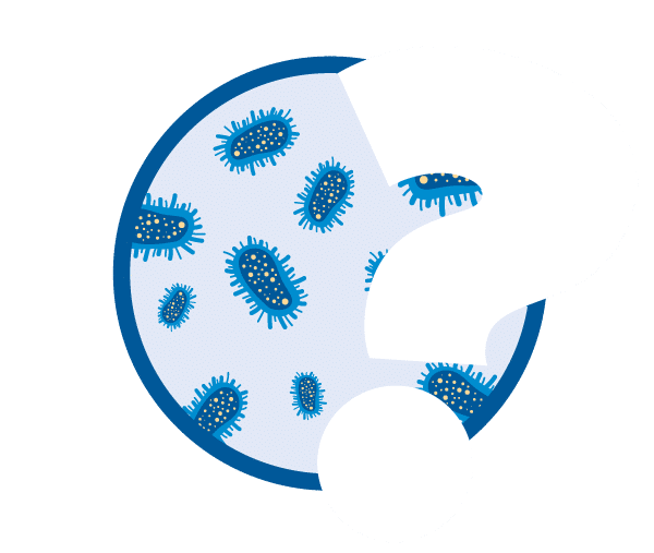 Qu'est-ce qu'écherichia coli ?